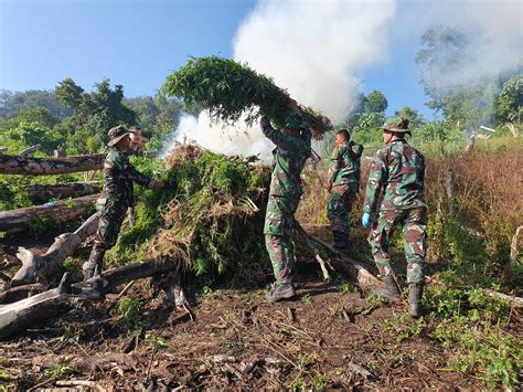 Petugas Gabungan Musnahkan 40 Hektar Lahan Ganja Siap Panen Di Nagan Raya