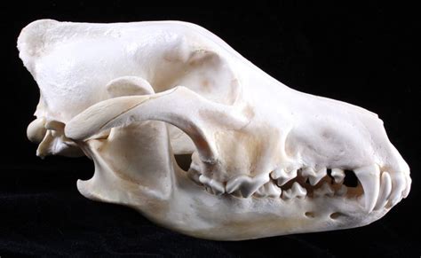 Montana Timber Wolf Skull