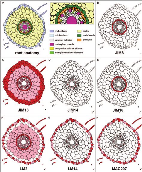 Schematic Overview Of Agp Epitope Distribution Derived From Transverse