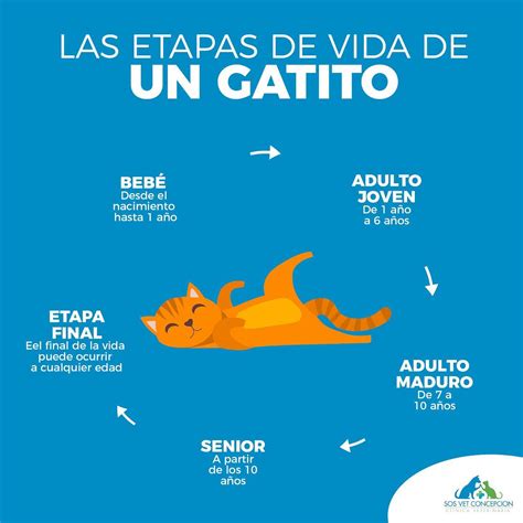 Las Etapas En La Vida Del Gato 🐈 🔁 Sos Vet Concepción