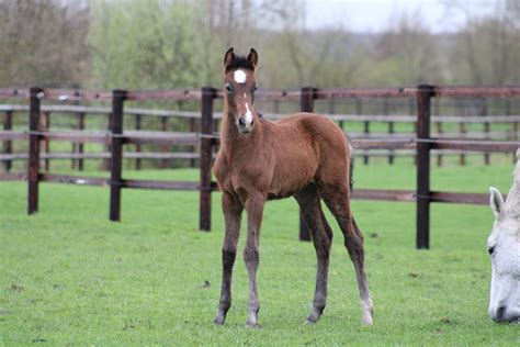 Le Haras Des Coudrettes Naos Star Hdc