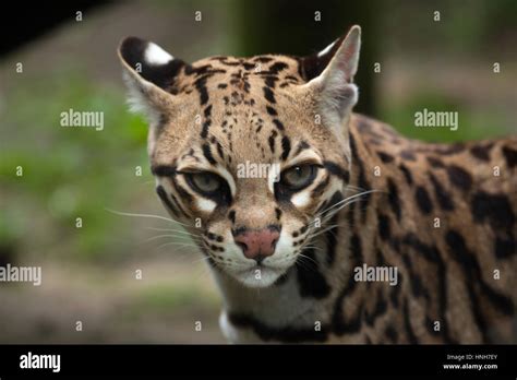 El ocelote Leopardus pardalis también conocido como el enano de