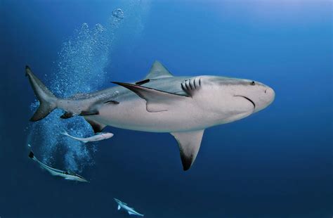 8 Incredible Facts About Bull Sharks