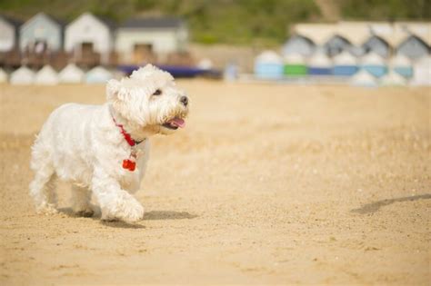 Bournemouth Beach Lodges Luxurious Beachfront Hut Holidays
