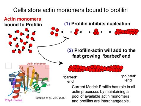 Ppt An Essential Role Of Profilin Is To Facilitate Formin Mediated