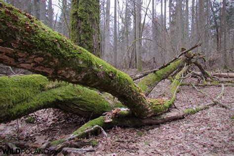 Bison Safari in the Białowieża Forest, Feb 2019 – Wild Poland