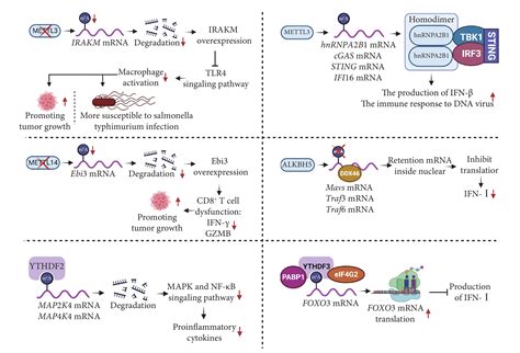 Rna M A