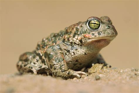 Frog And Toad Types Habitat Diet And Characteristics Britannica