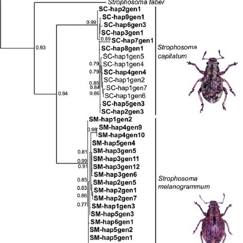 Maximum Likelihood Phylogenetic Tree Reconstructed For Examined