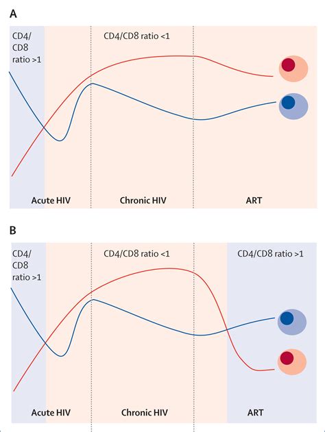 CD4/CD8 ratio: an emerging biomarker for HIV - The Lancet HIV