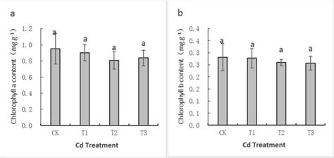 Effects Of Cadmium Cd Stress On Chlorophyll Contents Of Hybrid