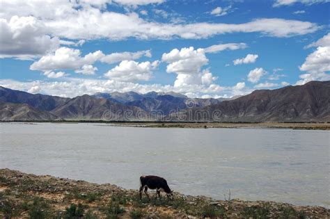 Yellow Grassland And A Quiet Lake At The Foot Of The Mountain Stock