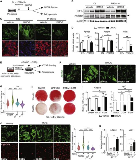 A Prdm16 Driven Metabolic Signal From Adipocytes Regulates Precursor