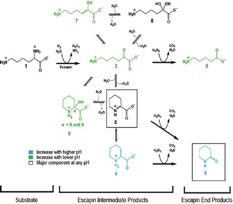 Summary Of The Chemistry Of The Reaction Of Escapin With L Lysine Download Scientific Diagram