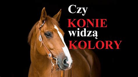 Czy Konie Widz Kolory Youtube