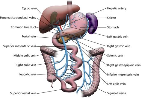 Hepatic Portal System Labeled Eccles Health Sciences Library J Willard Marriott Digital