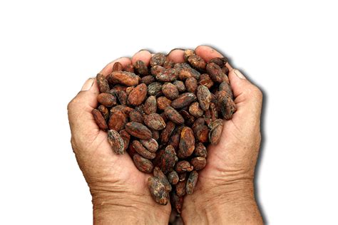 Cocoa Bean Png File Png All