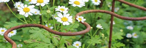 Garden Plant Supports Elegance Style Agriframes Agriframes Usa