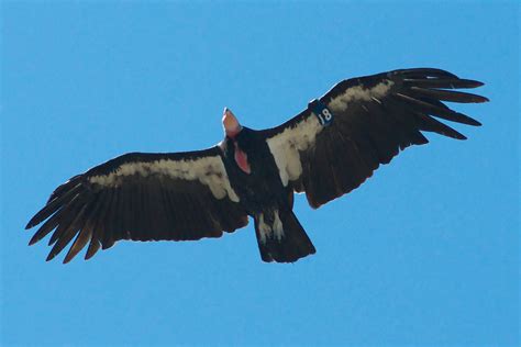 Filecalifornia Condor Pinnacles Nm 2