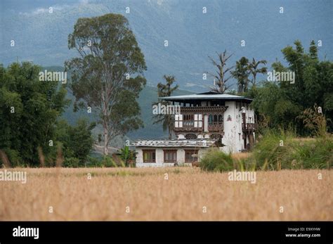 Farmhouse In A Field Punakha District Bhutan Stock Photo Alamy