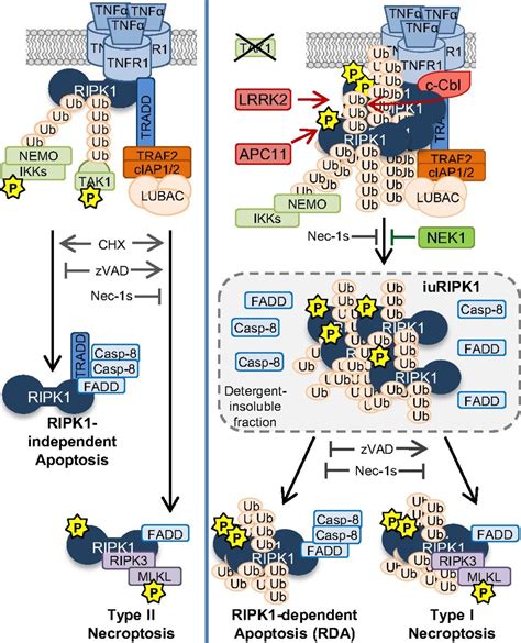 Regulation Of A Distinct Activated Ripk Intermediate Bridging Complex