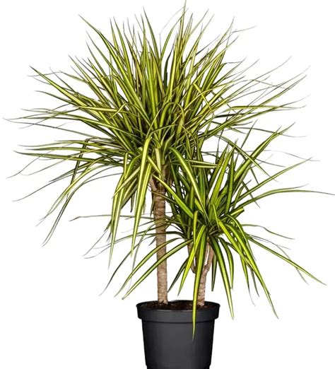 Dracaena Marginata Sunray Plantshub