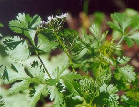 Cilantro Santo Coriander Herb Seeds