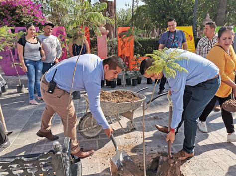 Más árboles Para Villanueva Trópico De Cáncer