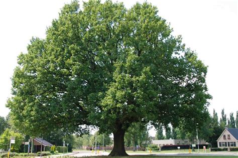 Monumentale Bomen In Kaart Gebracht Groenvandaag