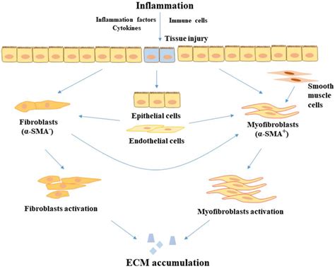 Frontiers Intestinal Fibrosis In Inflammatory Bowel Disease And The