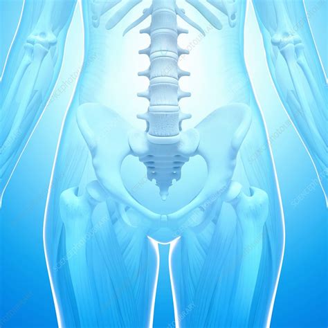 Human Pelvic Bones Artwork Stock Image F007 3069 Science Photo