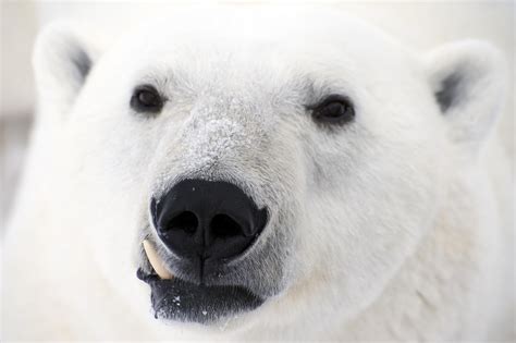 Polar Bear Wallpapers Images Photos Pictures Backgrounds