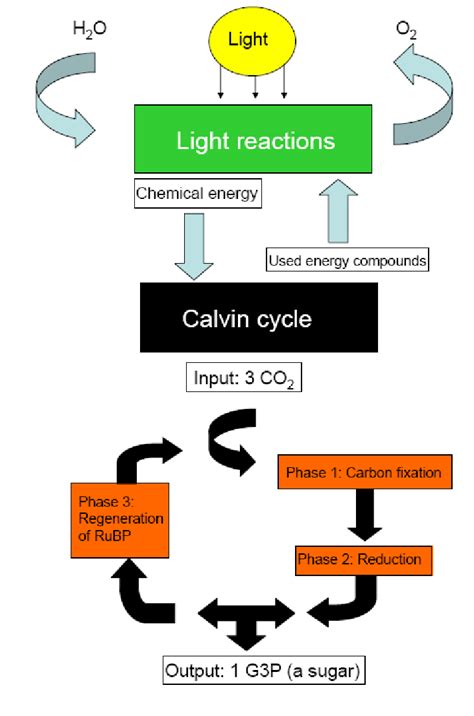 General Picture Of Photosynthesis Including Light Reactions And The