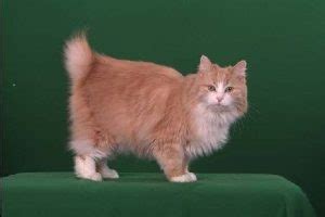 Japanese Bobtail Longhair | Texas West Animal Health