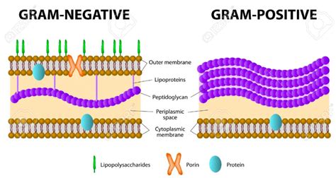 Diagram of Gram positive v Gram negative | Quizlet