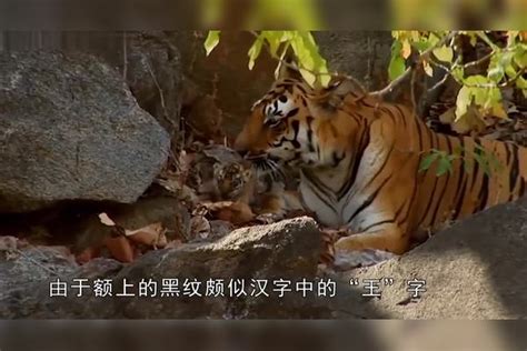 老虎和猫都是猫科动物，当老虎和猫咪相遇，会发生什么事？老虎猫咪会发生