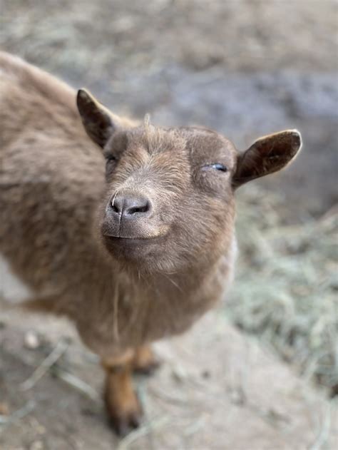 sammamish animal sanctuary