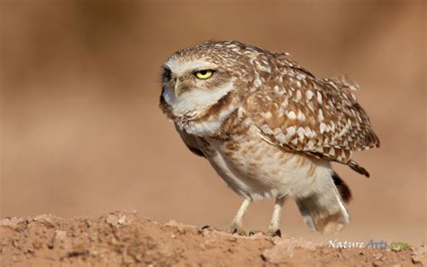 Burrowing Owl Album On Imgur