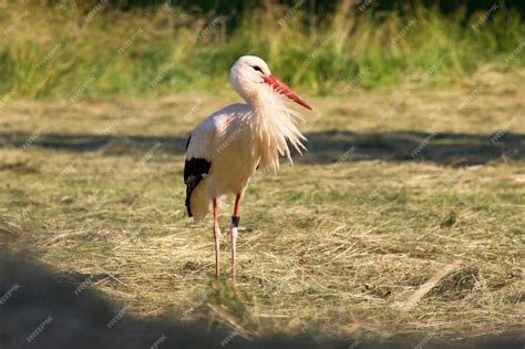 Premium Photo The White Stork Closeup In A Park