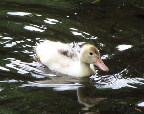 One of the 10 white Muscovy ducklings in Bicclescombe Park, Ilfracombe ...