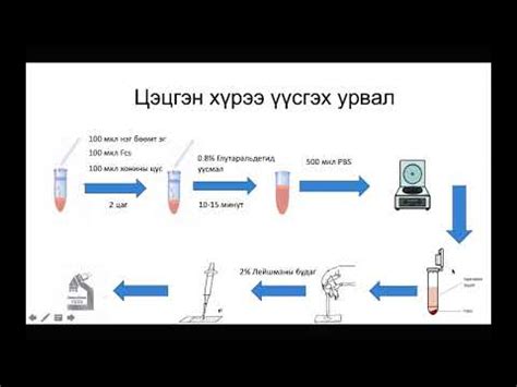 3.2. Лимфоцит эсийн хүрээ үүсгэх урвал - YouTube