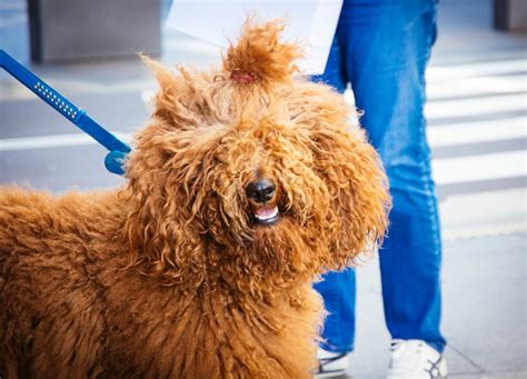 25 European Dog Breeds – PureWow
