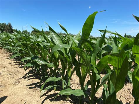 Field Observations Ontario Grain Farmer