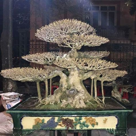 Tips Merawat Bonsai Beringin Putih Agar Bagus