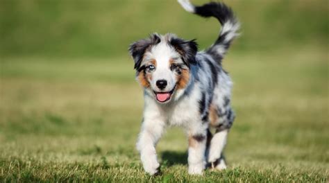 How Big Does Miniature Australian Shepherd Get