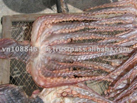 Dried Octopus Productssingapore Dried Octopus Supplier