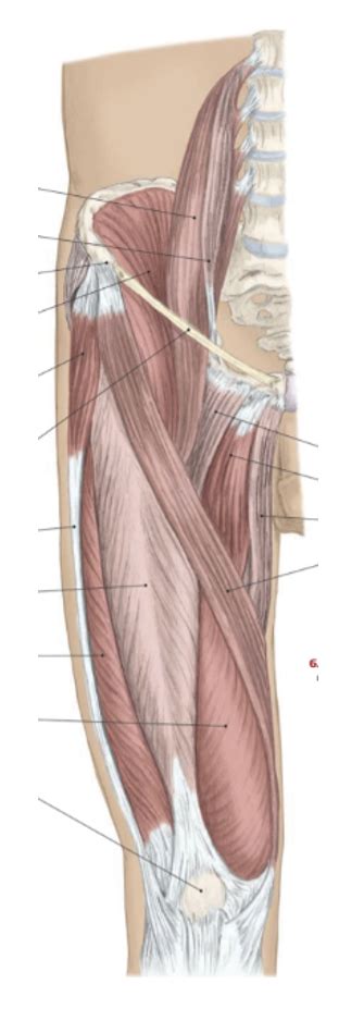 PHT1103 Anatomy Hip And Thigh Muscles Labeling 1 Diagram Quizlet