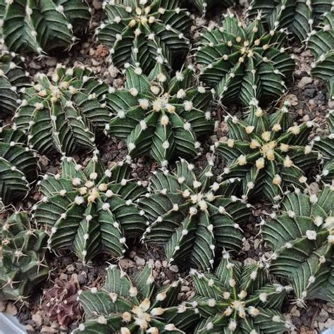 Jual Kaktus Gymnocalycium Lb Gymno Miha Ownroot Indonesia Shopee