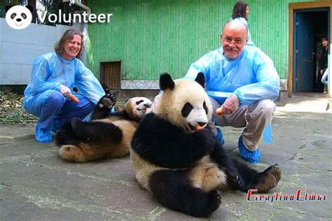 China Panda Tours Panda Volunteer Program Tours In China