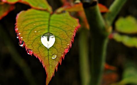 Download Leaf Nature Water Drop Hd Wallpaper